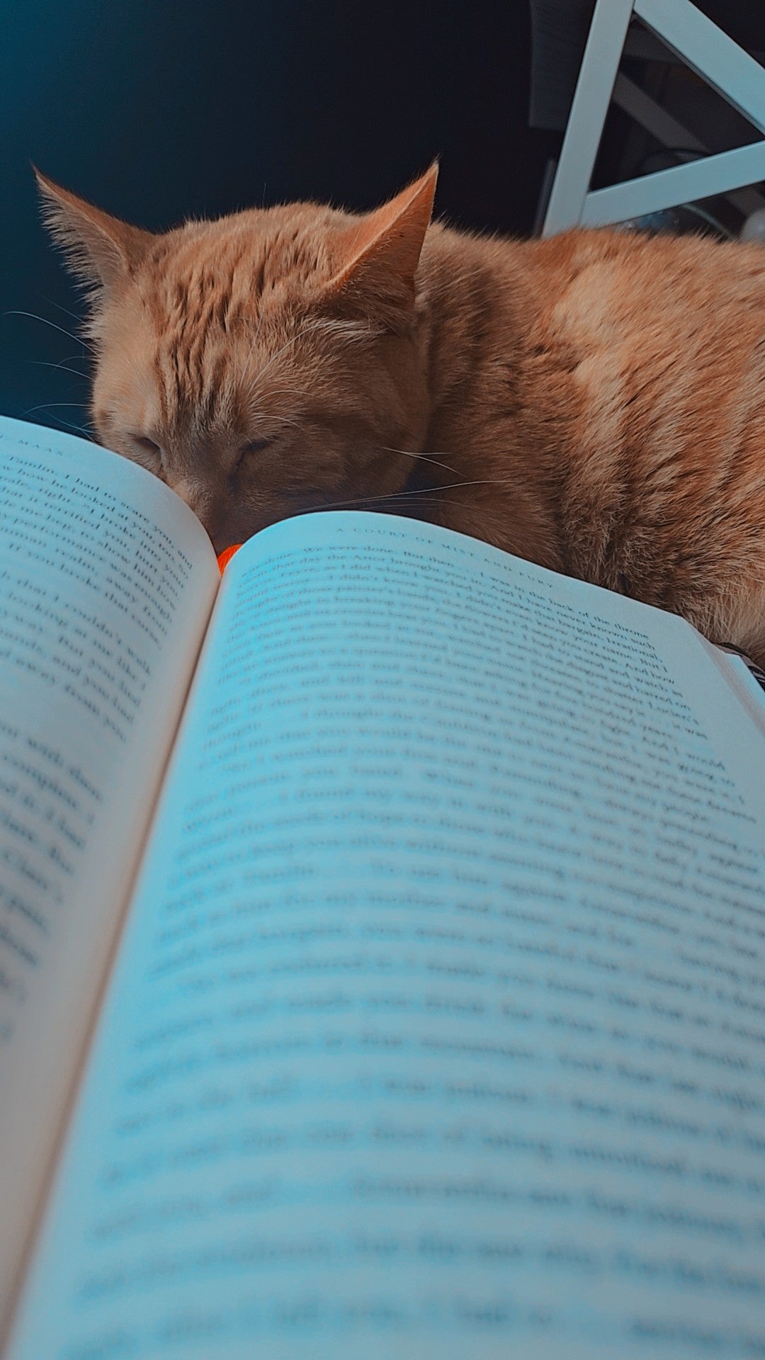 orange cat Lucky sleeping beside an open book in a cozy reading space

